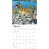 image Belgian Malinois 2025 Wall Calendar Second Alternate Image width=&quot;1000&quot; height=&quot;1000&quot;