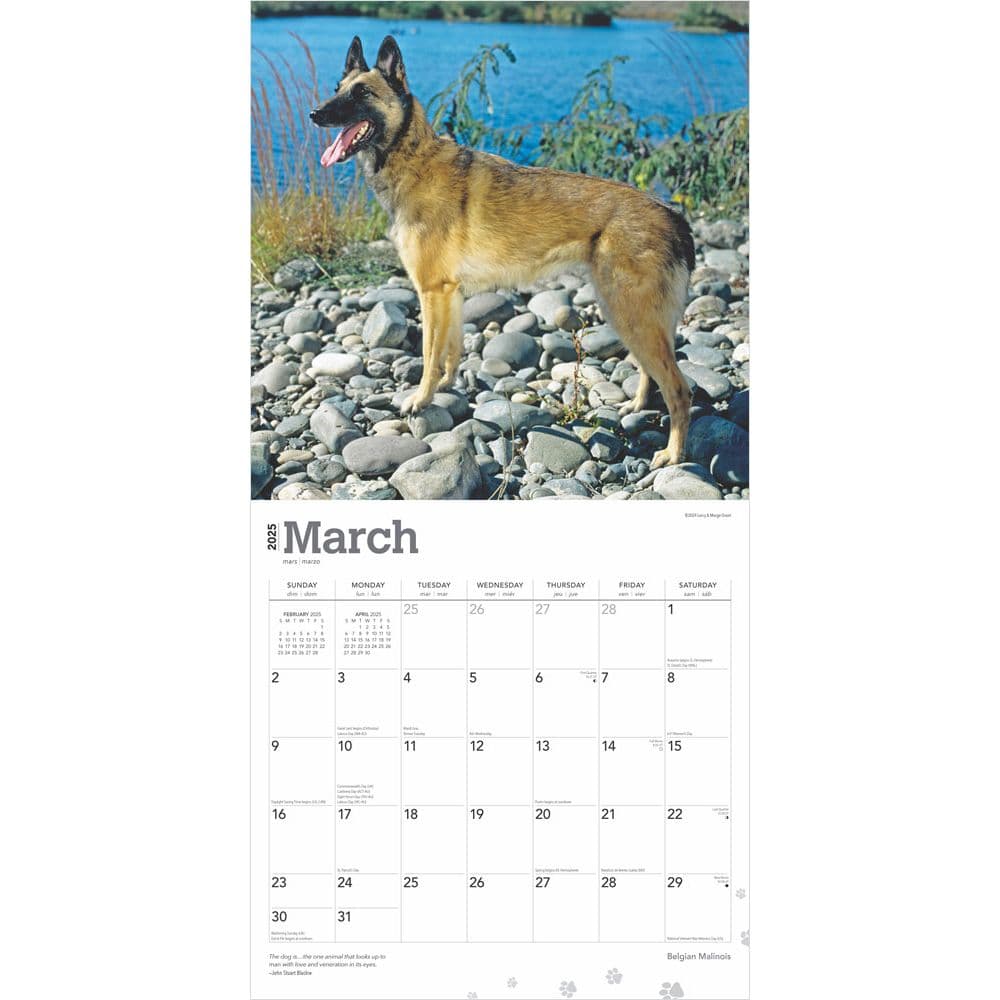 Belgian Malinois 2025 Wall Calendar Second Alternate Image width=&quot;1000&quot; height=&quot;1000&quot;