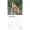 image Belgian Malinois 2025 Wall Calendar Third Alternate Image width=&quot;1000&quot; height=&quot;1000&quot;