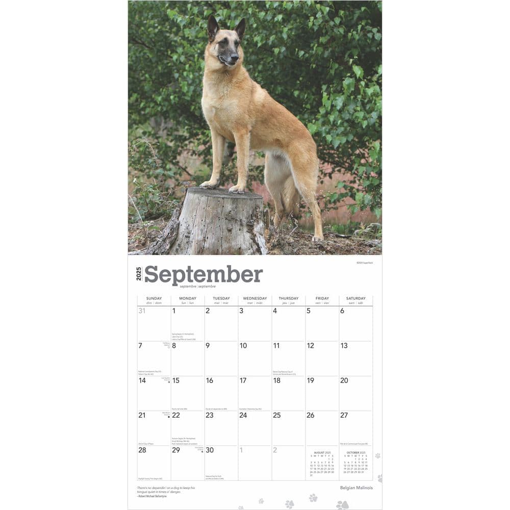 Belgian Malinois 2025 Wall Calendar Third Alternate Image width=&quot;1000&quot; height=&quot;1000&quot;