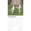 image Greyhounds 2025 Wall Calendar Third Alternate Image width=&quot;1000&quot; height=&quot;1000&quot;