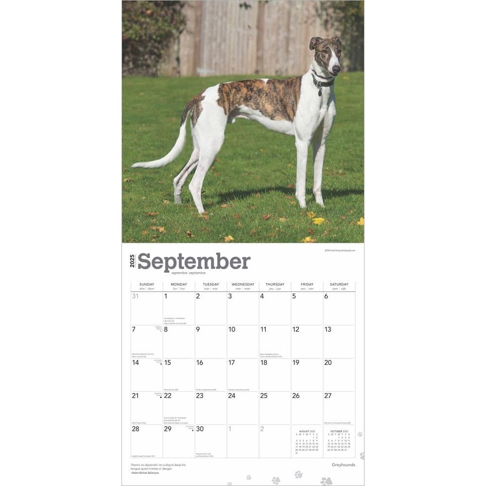 Greyhounds 2025 Wall Calendar Third Alternate Image width=&quot;1000&quot; height=&quot;1000&quot;