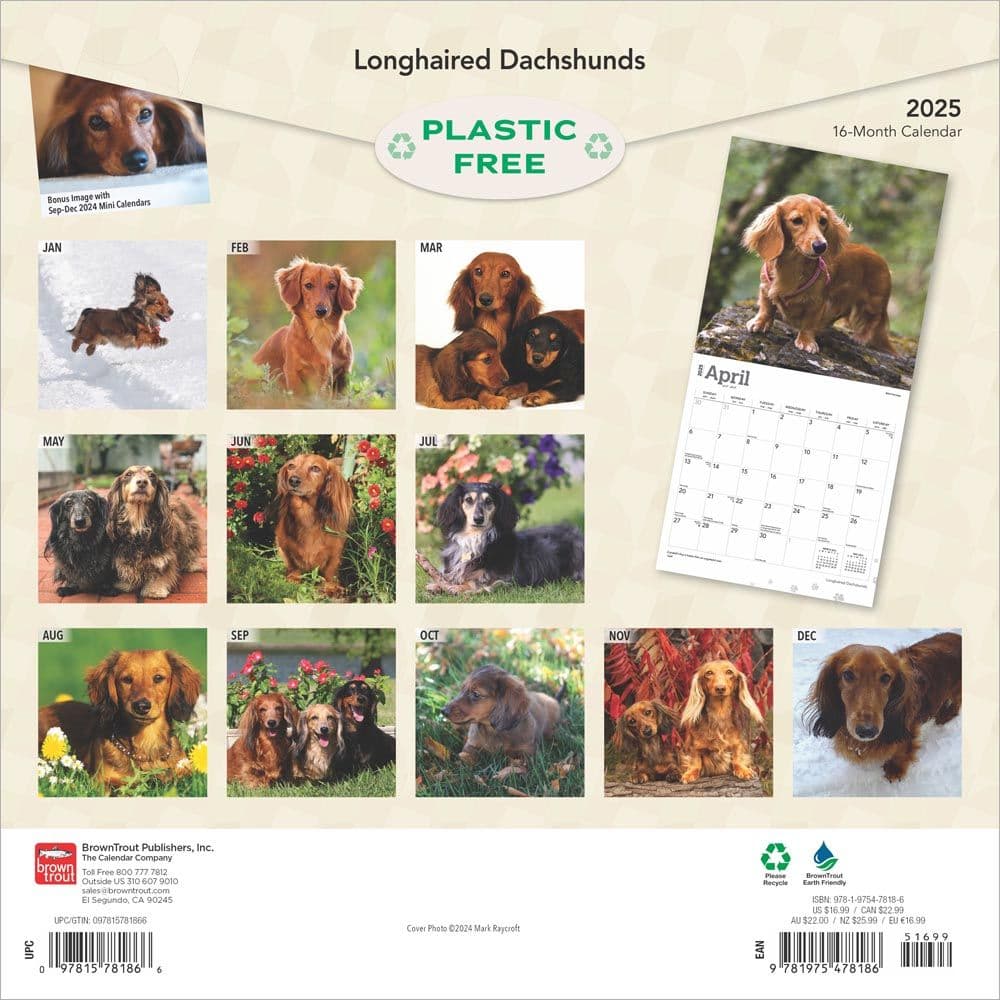 Longhaired Dachshunds 2025 Wall Calendar