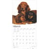 image Longhaired Dachshunds 2025 Wall Calendar Second Alternate Image width=&quot;1000&quot; height=&quot;1000&quot;