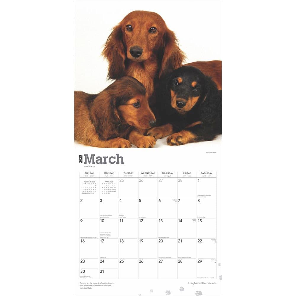 Longhaired Dachshunds 2025 Wall Calendar Second Alternate Image width=&quot;1000&quot; height=&quot;1000&quot;