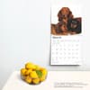 image Longhaired Dachshunds 2025 Wall Calendar Fourth Alternate Image width=&quot;1000&quot; height=&quot;1000&quot;