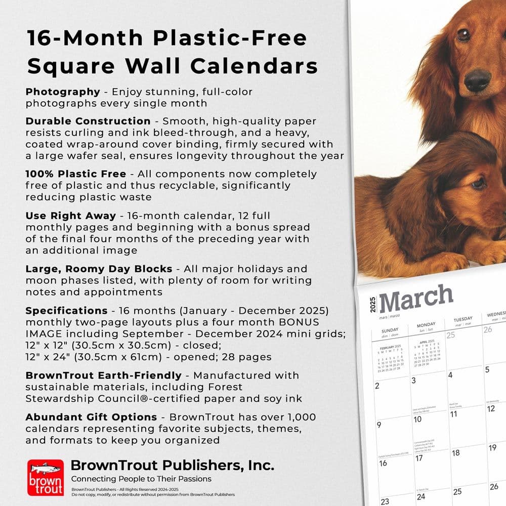 Longhaired Dachshunds 2025 Wall Calendar Fifth Alternate Image width=&quot;1000&quot; height=&quot;1000&quot;