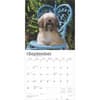 image Lhasa Apsos 2025 Wall Calendar Third Alternate Image width=&quot;1000&quot; height=&quot;1000&quot;