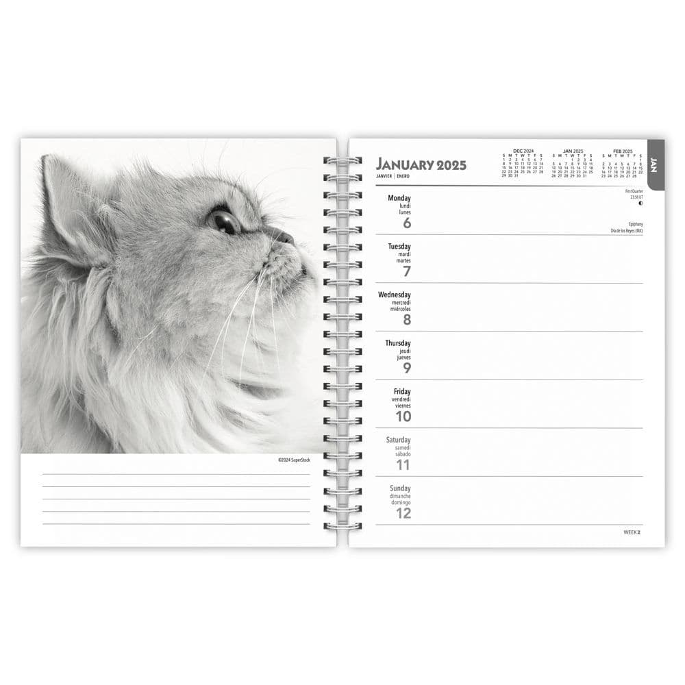 Regal Cats Portrait Series 2025 Wall Calendar Second Alternate Image width=&quot;1000&quot; height=&quot;1000&quot;