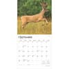 image White Tailed Deer 2025 Wall Calendar Third Alternate Image width=&quot;1000&quot; height=&quot;1000&quot;