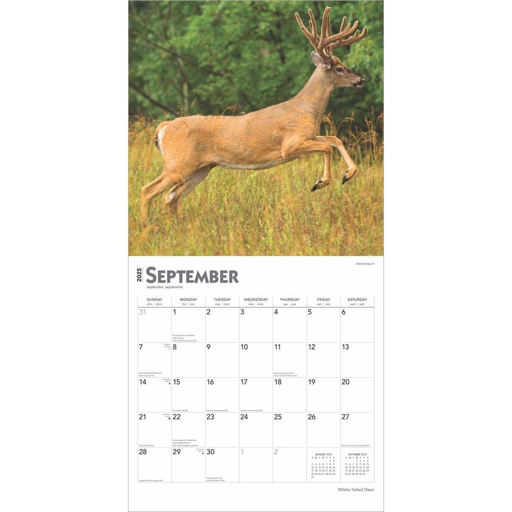 White Tailed Deer 2025 Wall Calendar Third Alternate Image width=&quot;1000&quot; height=&quot;1000&quot;