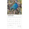 image Songbirds Square 2025 Wall Calendar Third Alternate Image width=&quot;1000&quot; height=&quot;1000&quot;