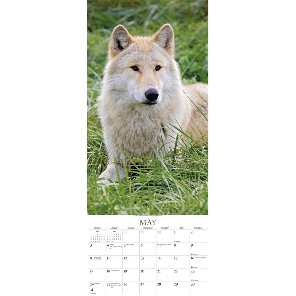 2025 Wolves Calendars, Majestic and Mysterious - Calendars.com