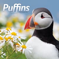 image Puffins 2026 Wall Calendar Main Product Image