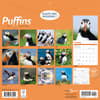 image Puffins 2026 Wall Calendar First Alternate Image