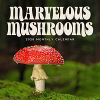 image  Main Product Image