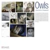 Owls 2026 Wall Calendar by Jeannine Chappel