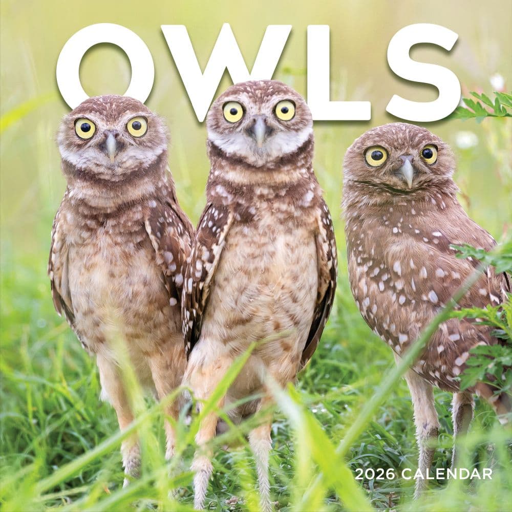 Owls 2026 Wall Calendar Main Product Image