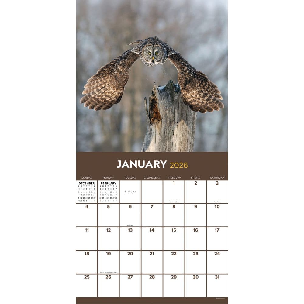 Owls 2026 Wall Calendar Second Alternate Image
