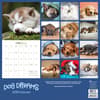 image Dog Dreams 2026 Wall Calendar First Alternate Image