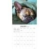 image Dog Dreams 2026 Wall Calendar Second Alternate Image