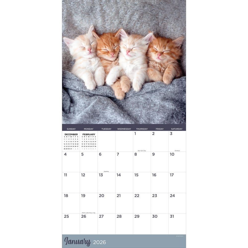 Cat Dreams 2026 Wall Calendar Second Alternate Image