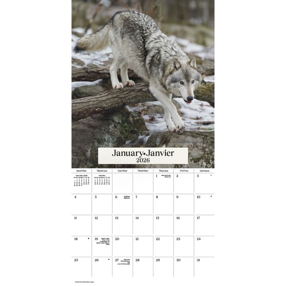 Wolves Bilingual 2026 Wall Calendar Second Alternate Image