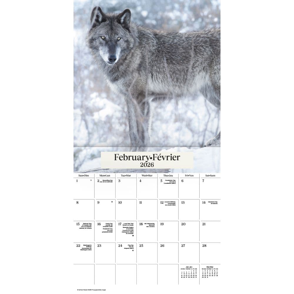Wolves Bilingual 2026 Wall Calendar Third Alternate Image