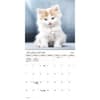 image Kittens Bilingual French 2026 Wall Calendar Second Alternate Image