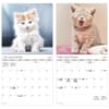 image Kittens Bilingual French 2026 Wall Calendar Fifth Alternate Image