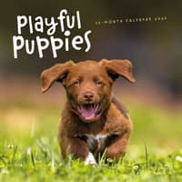 image Playful Puppies 2026 Wall Calendar Main Product Image