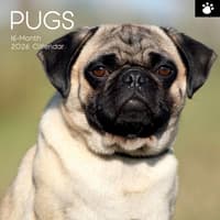 image Pugs 2026 Wall Calendar Main Product Image