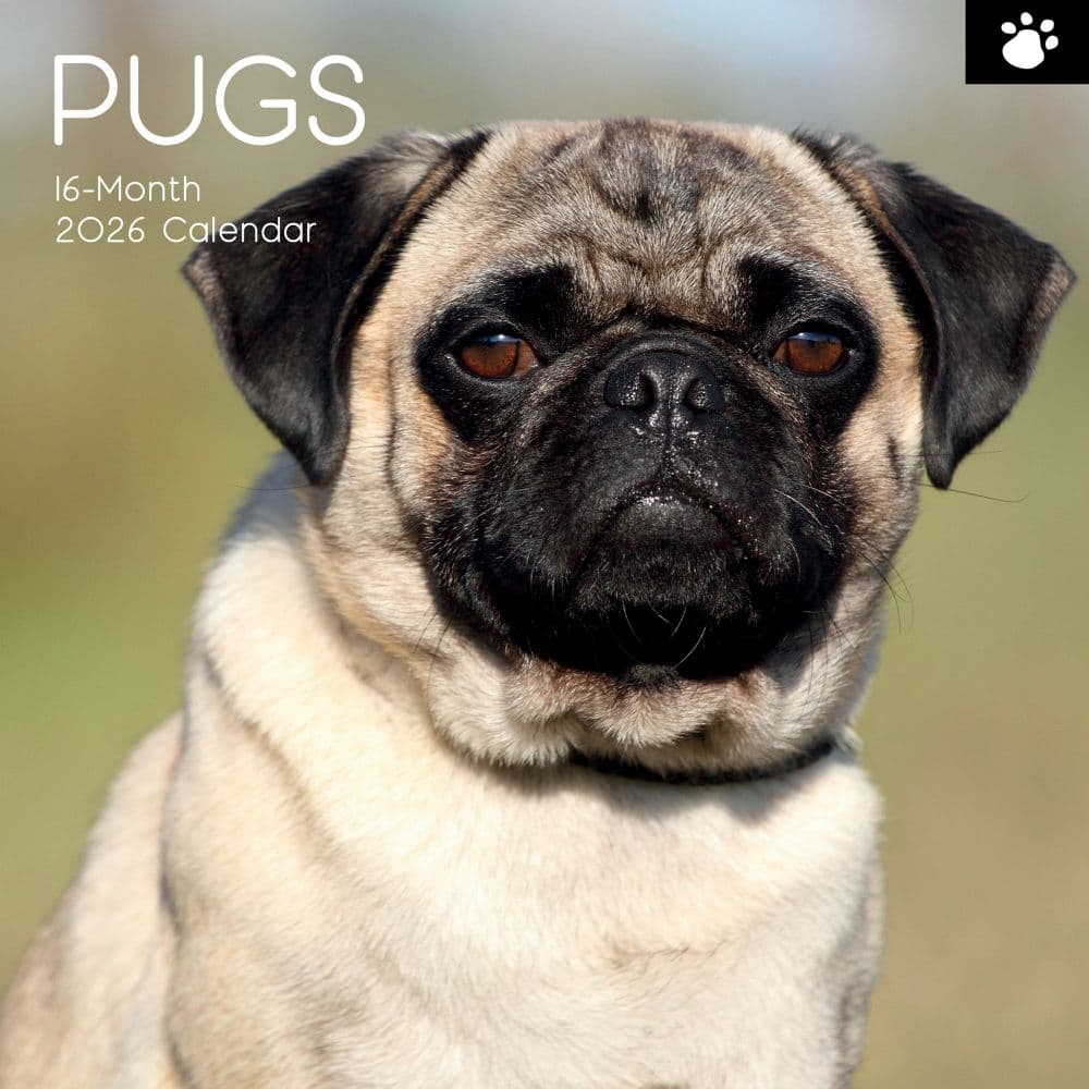 Pugs 2026 Wall Calendar Main Product Image