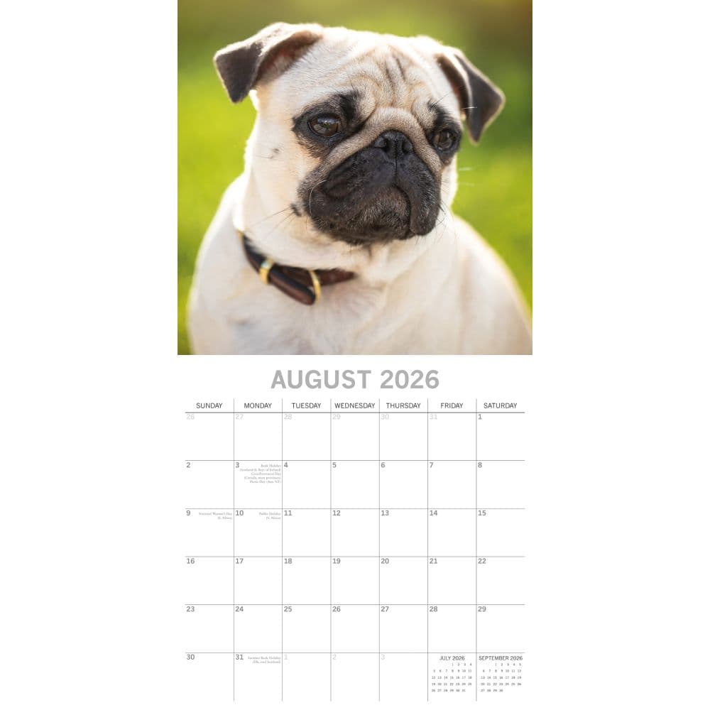 Pugs 2026 Wall Calendar Calendars Com ALT3 