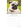 image Pugs 2026 Wall Calendar Third Alternate Image
