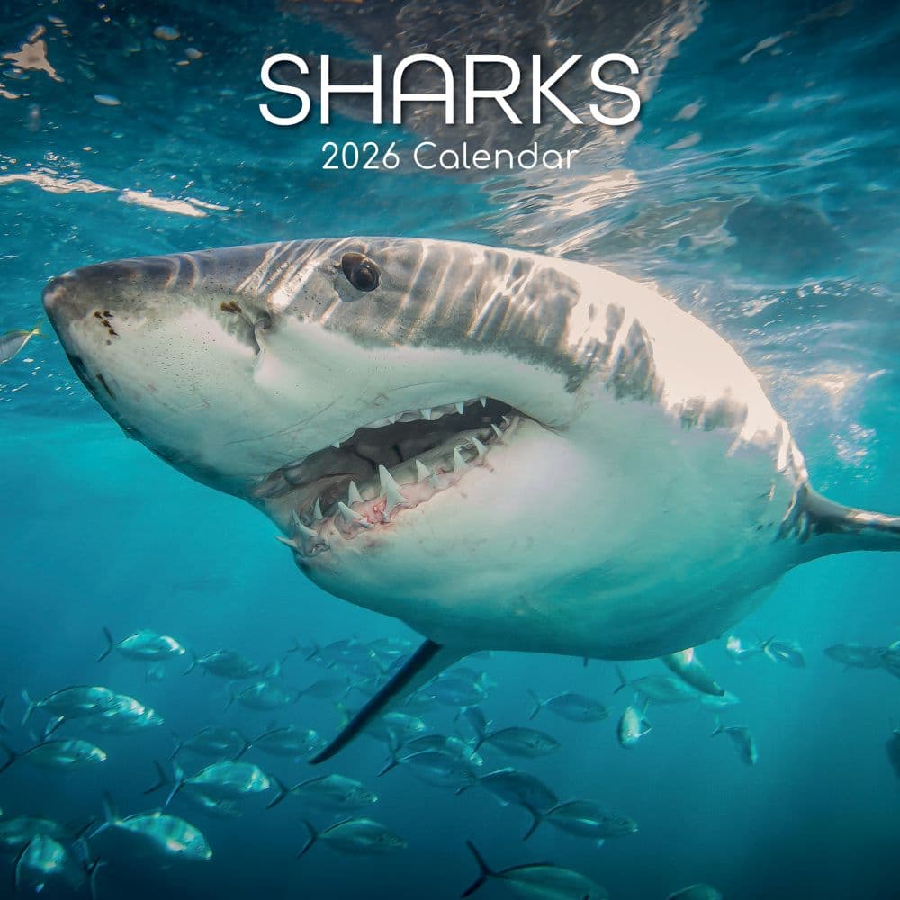 Sharks 2026 Wall Calendar Main Product Image