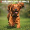 image Just Miniature Dachshunds 2026 Wall Calendar Main Product Image