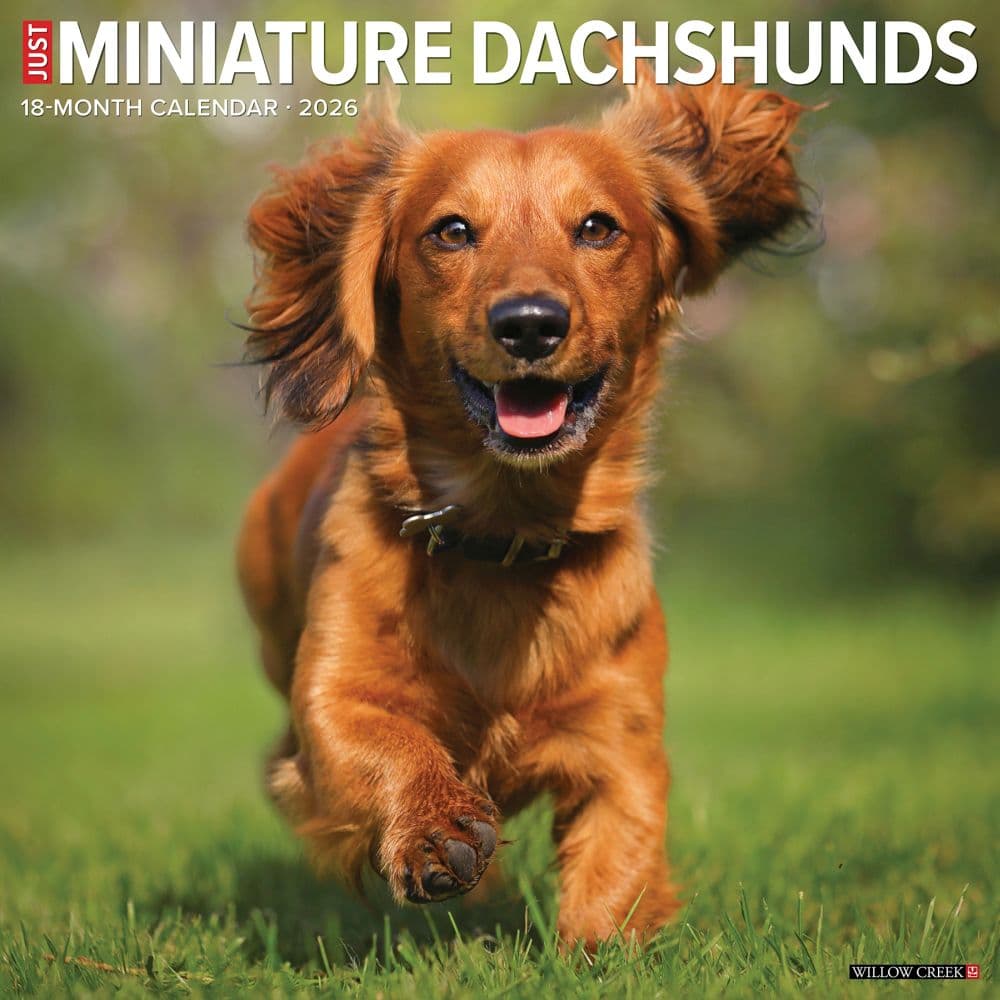 Just Miniature Dachshunds 2026 Wall Calendar Main Product Image