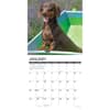 image Just Miniature Dachshunds 2026 Wall Calendar Second Alternate Image