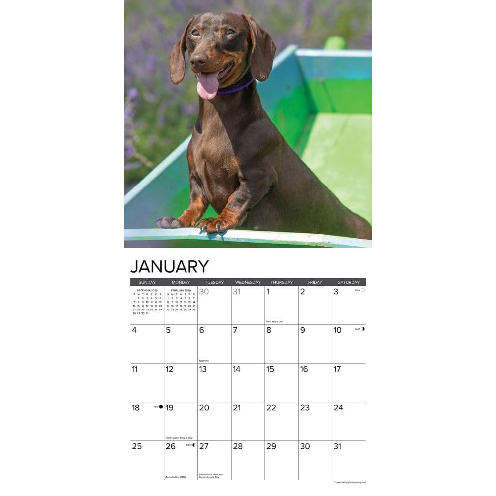 Just Miniature Dachshunds 2026 Wall Calendar Second Alternate Image
