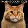 image Just Maine Coon Cats 2026 Wall Calendar Main Product Image