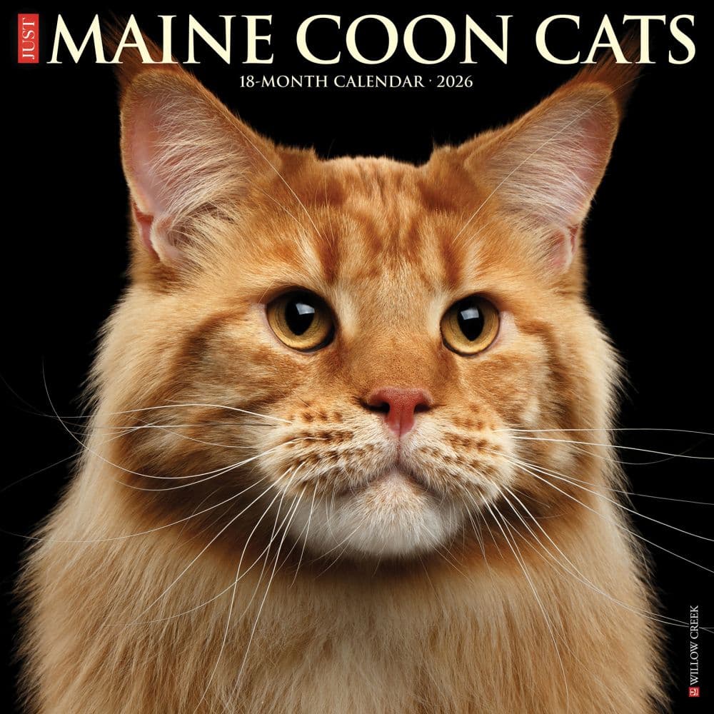Just Maine Coon Cats 2026 Wall Calendar Main Product Image