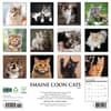 image Just Maine Coon Cats 2026 Wall Calendar First Alternate Image