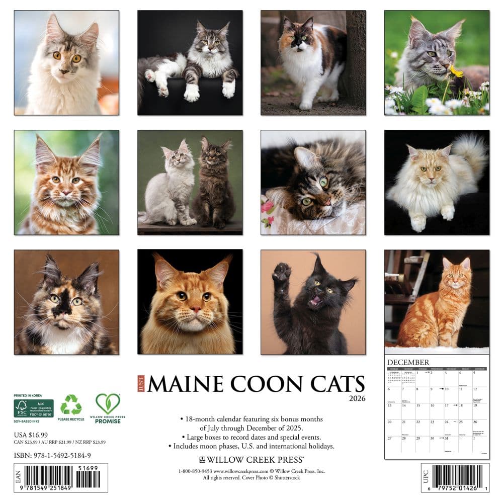 Just Maine Coon Cats 2026 Wall Calendar First Alternate Image