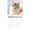 image Just Maine Coon Cats 2026 Wall Calendar Second Alternate Image