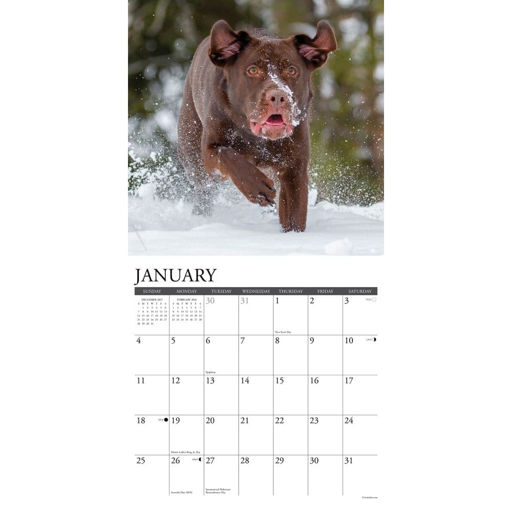 Just Labs 2026 Wall Calendar Second Alternate Image