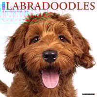 image Just Labradoodles 2026 Wall Calendar Main Product Image