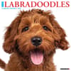 image Just Labradoodles 2026 Wall Calendar Main Product Image