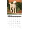 image Just Labradoodles 2026 Wall Calendar Second Alternate Image