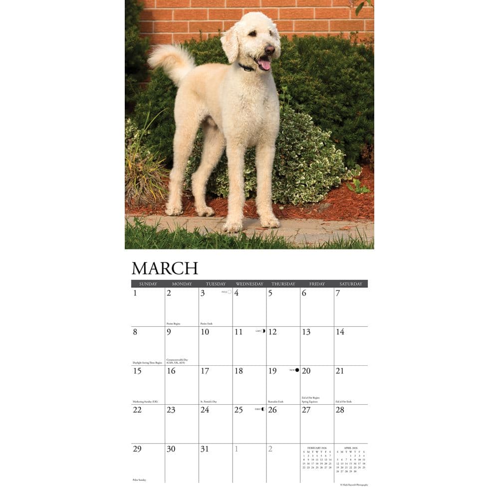 Just Labradoodles 2026 Wall Calendar Second Alternate Image